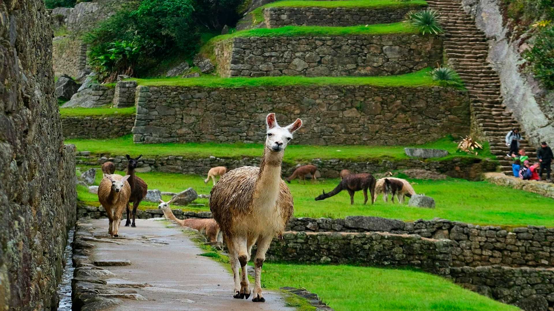The Iconic Salkantay Trek & Classic Inca Trail Challenge to Machu Picchu 5 day