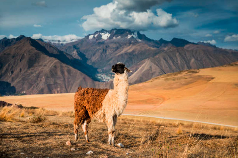 Palcoyo Rainbow Mountain alternative scenic route with three colorful ranges and stone forest in Peru